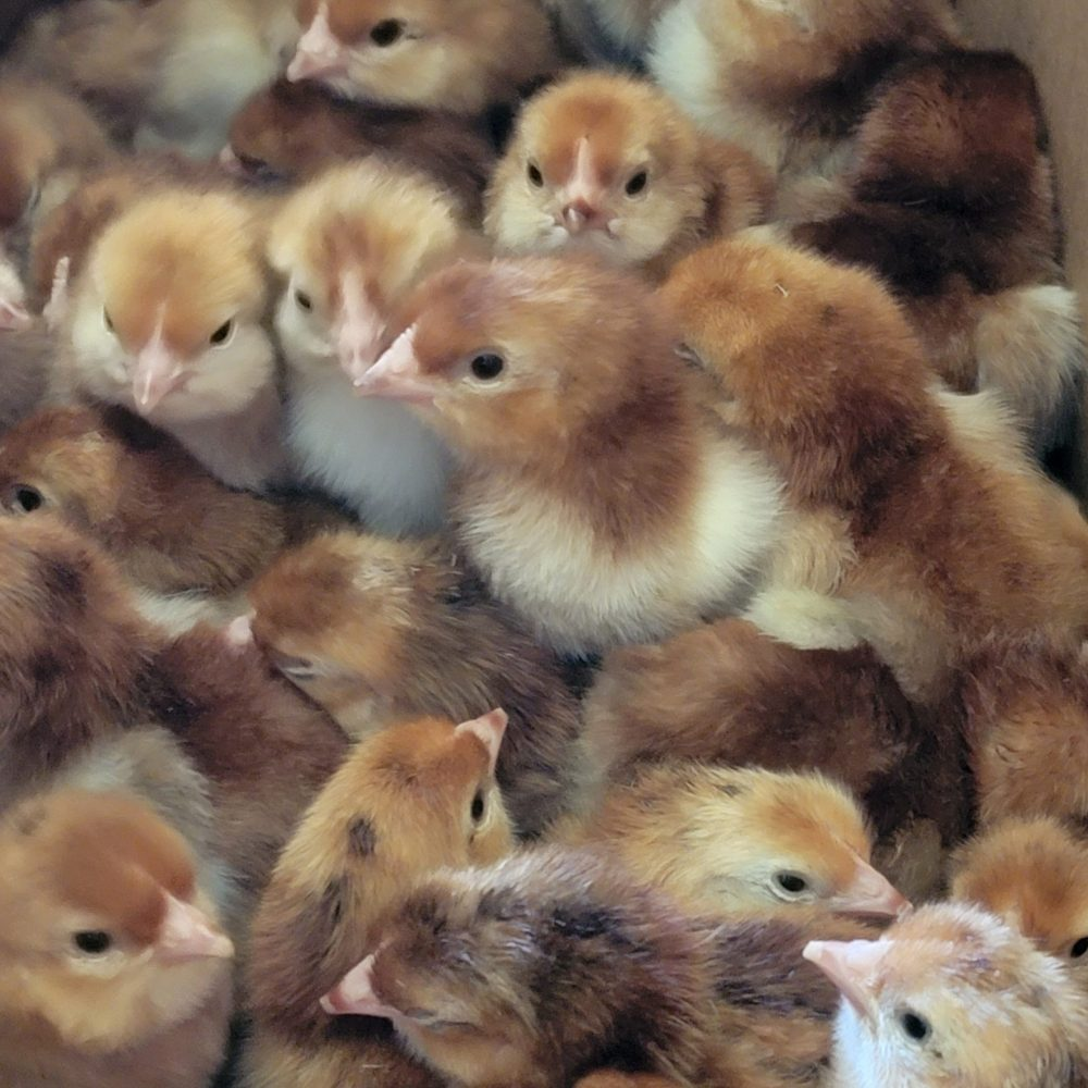 Rhode Island Red Chicken Hatching Eggs - Image 2
