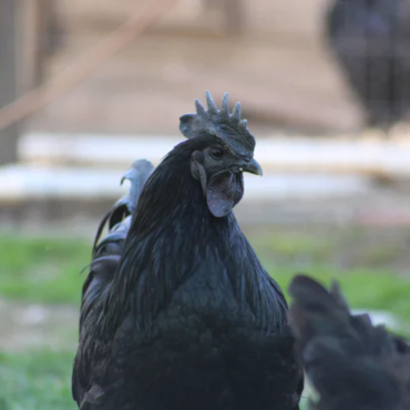 Ayam Cemani For Sale
