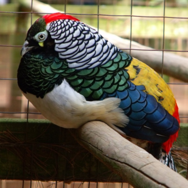 pheasants for sale