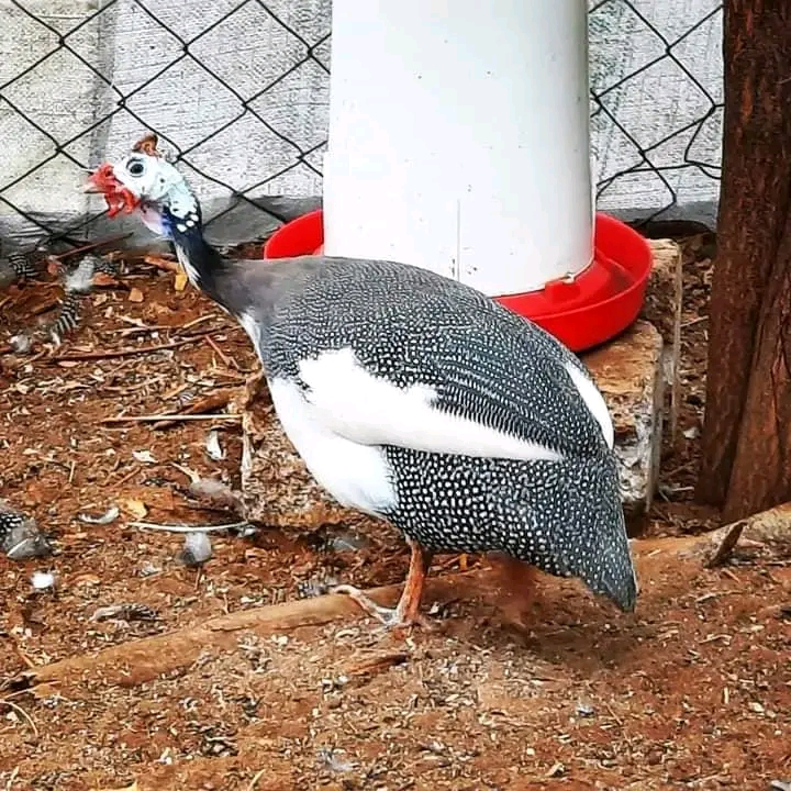 guinea fowl for sale - Image 2