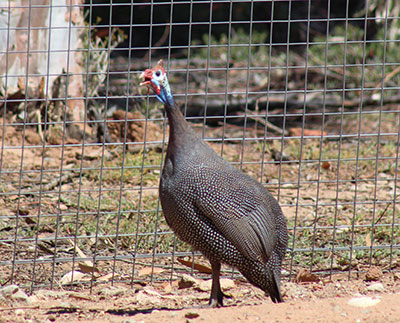 guinea fowl for sale - Image 3
