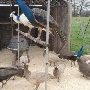 peacocks for sale