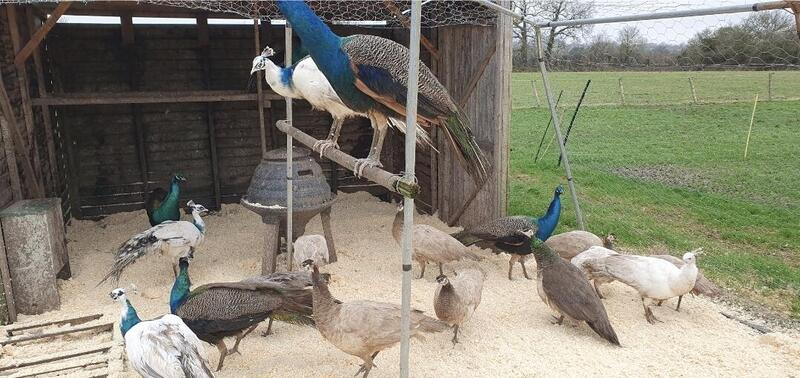 peacocks for sale