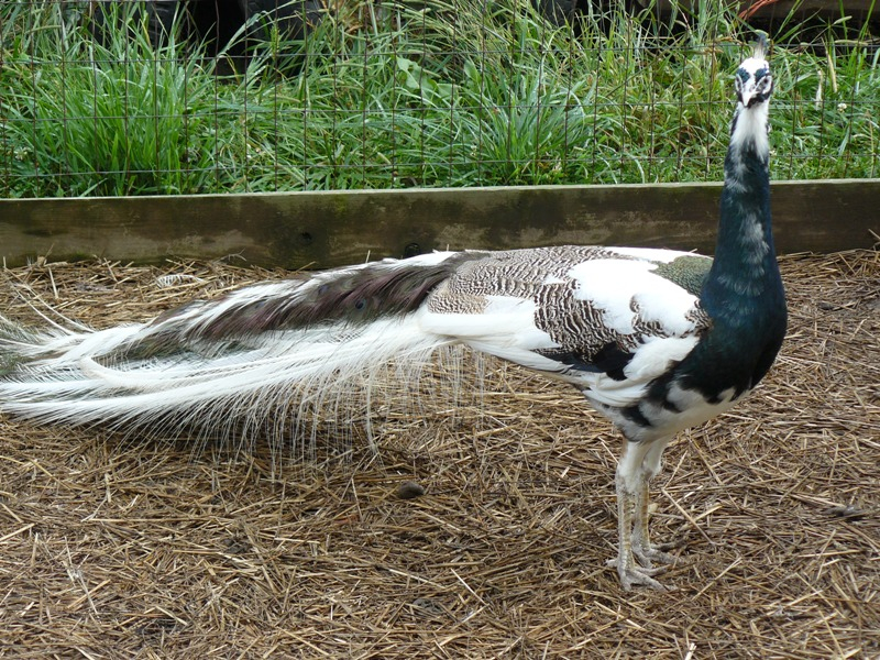 peacocks for sale - Image 2
