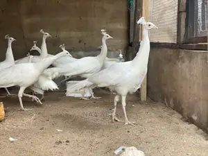 peacocks for sale - Image 3