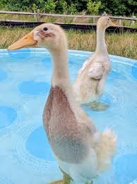 Indian Runner Ducklings