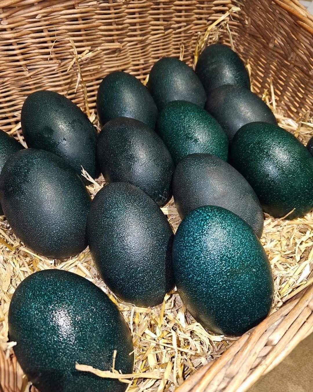 Emu Eggs For Sale - Image 2