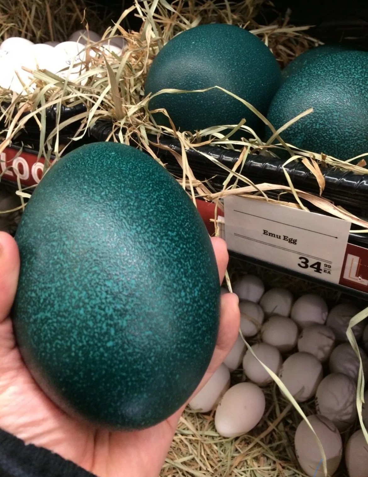Emu Eggs For Sale