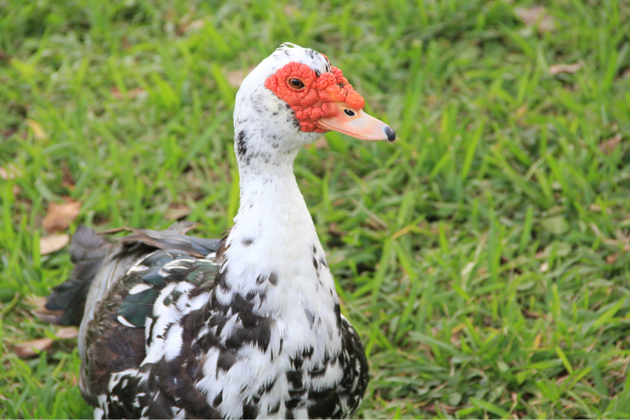 muscovy ducks for sale - Image 3