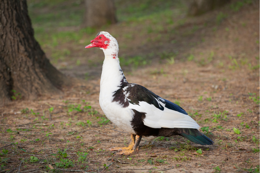 muscovy ducks for sale - Image 2