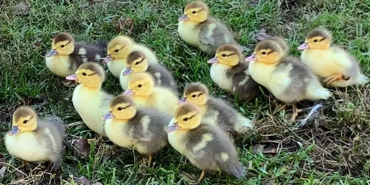 muscovy duck chicks for sale - Image 2