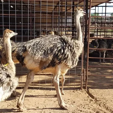 ostrich for sale ( Chicks )