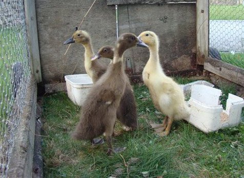 Indian Runner Ducklings - Image 2